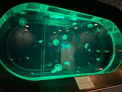 東京ドーム天然温泉 スパ ラクーアに投稿された画像(2026/6/10)
