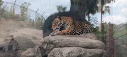 天王寺動物園に投稿された画像(2026/6/10)
