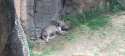 天王寺動物園に投稿された画像(2026/6/10)