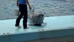 越前松島水族館に投稿された画像(2026/6/11)