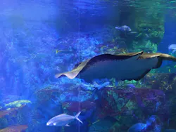 大分マリーンパレス水族館 「うみたまご」に投稿された画像(2026/6/11)