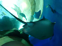大分マリーンパレス水族館 「うみたまご」に投稿された画像(2026/6/11)