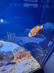 横浜開運水族館 フォーチュンアクアリウムに投稿された画像(2026/6/12)