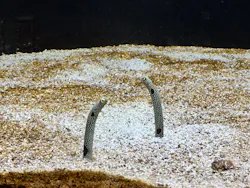 横浜開運水族館 フォーチュンアクアリウムに投稿された画像(2026/6/12)