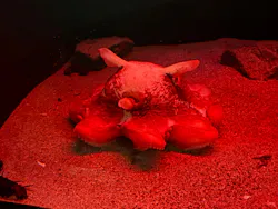 環境水族館アクアマリンふくしまに投稿された画像(2026/6/13)