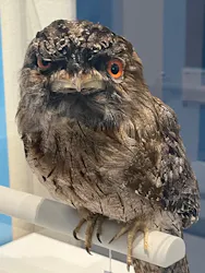 特別展「鳥 ~ゲノム解析が解き明かす新しい鳥類の系統~」に投稿された画像(2026/6/13)