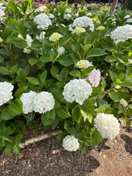 万博記念公園に投稿された画像(2026/6/13)