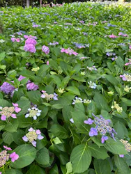 万博記念公園に投稿された画像(2026/6/13)