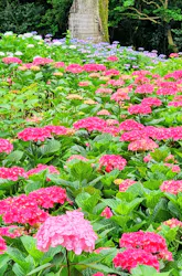 万博記念公園に投稿された画像(2026/6/13)