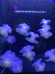 伊豆・三津シーパラダイスに投稿された画像(2026/6/14)