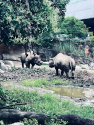 天王寺動物園に投稿された画像(2026/6/14)