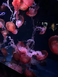 京都水族館に投稿された画像(2026/6/14)