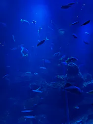 京都水族館に投稿された画像(2026/6/14)