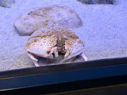 竹島水族館に投稿された画像(2026/6/14)