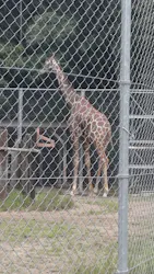 しろとり動物園に投稿された画像(2026/6/14)