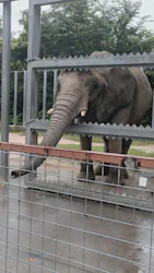 しろとり動物園に投稿された画像(2026/6/14)