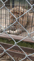 しろとり動物園に投稿された画像(2026/6/14)