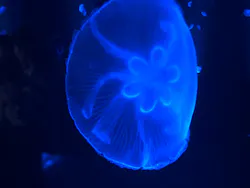 京都水族館に投稿された画像(2026/6/14)