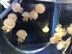 京都水族館に投稿された画像(2026/6/14)