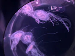 京都水族館に投稿された画像(2026/6/14)