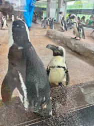 京都水族館に投稿された画像(2026/6/15)