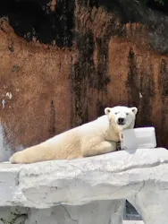 天王寺動物園に投稿された画像(2026/6/15)