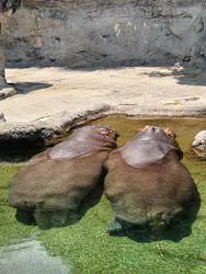 天王寺動物園に投稿された画像(2026/6/15)