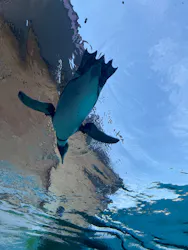 天王寺動物園に投稿された画像(2026/6/15)
