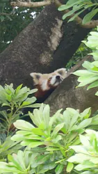 熱川バナナワニ園に投稿された画像(2026/6/16)