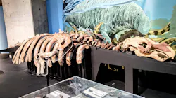 特別展「大絶滅展―生命史のビッグファイブ」に投稿された画像(2026/6/16)