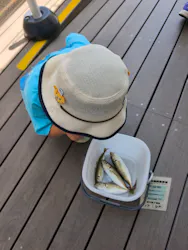 環境水族館アクアマリンふくしまに投稿された画像(2026/6/16)
