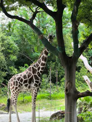 天王寺動物園に投稿された画像(2026/6/17)