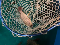 釣って見つけるぼうけんの国 豊橋店に投稿された画像(2026/6/17)
