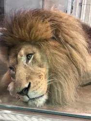天王寺動物園に投稿された画像(2026/6/18)