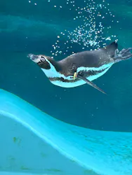 天王寺動物園に投稿された画像(2026/6/18)