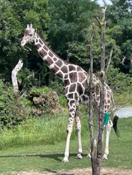 天王寺動物園に投稿された画像(2026/6/18)