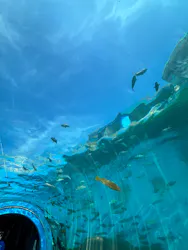 のとじま水族館に投稿された画像(2026/6/19)
