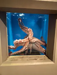 のとじま水族館に投稿された画像(2026/6/19)