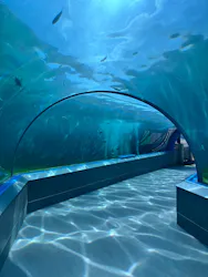 のとじま水族館に投稿された画像(2026/6/19)