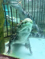 熱川バナナワニ園に投稿された画像(2026/6/21)