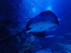 京都水族館に投稿された画像(2026/6/21)