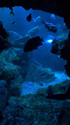 京都水族館に投稿された画像(2026/6/22)