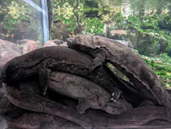 京都水族館に投稿された画像(2026/6/22)