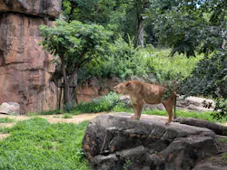 天王寺動物園に投稿された画像(2026/6/22)
