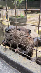 ANIMAL WONDER REZOURT 市原ぞうの国・サユリワールドに投稿された画像(2026/6/22)