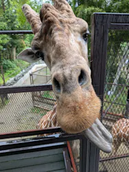 ANIMAL WONDER REZOURT 市原ぞうの国・サユリワールドに投稿された画像(2026/6/22)