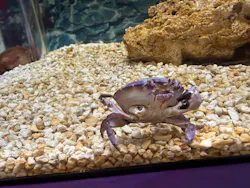 世界淡水魚園水族館 アクア・トトぎふに投稿された画像(2026/6/22)