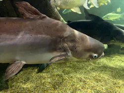 世界淡水魚園水族館 アクア・トトぎふに投稿された画像(2026/6/22)