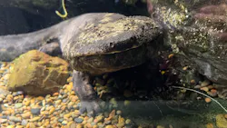 世界淡水魚園水族館 アクア・トトぎふに投稿された画像(2026/6/22)
