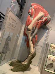 福井県立恐竜博物館に投稿された画像(2026/6/22)